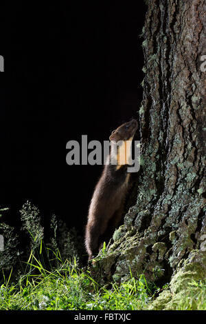 Europäischen Baummarder Martes Martes nachts neben Kiefer auf Ardnamurchan Halbinsel, Highland, Schottland Stockfoto