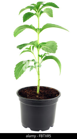 Stevia Rebaudiana Ausschnitt Stockfoto