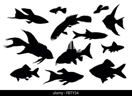Fischsammlung Stockfoto