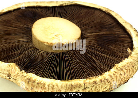 Portabella Pilz zurück Nahaufnahme Makro. Stockfoto