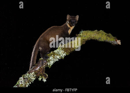 Europäischen Baummarder Martes Martes in der Nacht auf bemoosten einloggen Ardnamurchan Halbinsel, Highland, Schottland Stockfoto