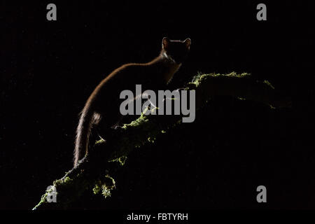 Europäischen Baummarder Martes Martes in der Nacht auf bemoosten einloggen Ardnamurchan Halbinsel, Highland, Schottland Stockfoto