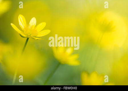 Kleinen Schöllkraut Ranunculus ficaria Stockfoto