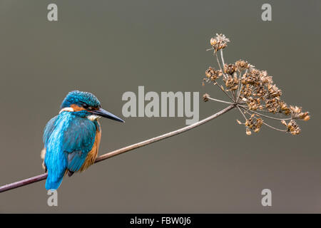 Gemeinsamen Fluss Kingfisher Alcedo Atthis ruhen, sitzen auf Anlage Stockfoto