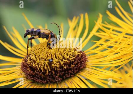 Schwarz gelb gefleckte Longhorn beetle Stockfoto