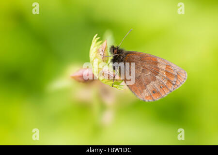 Einzigen Berg Ringel Erebia Epiphron Schmetterling ruht auf Pflanze auf Ardnamurchan Halbinsel, Highland, Schottland Stockfoto