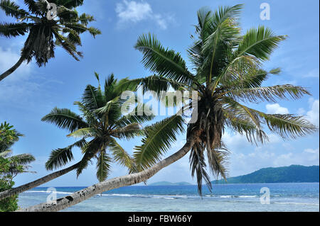 Strand Anse Fourmis Stockfoto