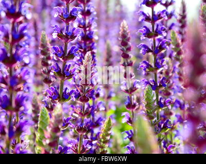 Lavendel Stockfoto
