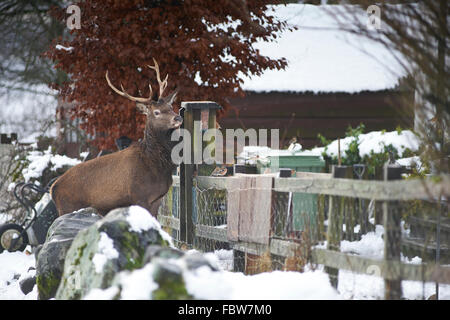 Freche Rothirsch (Cervus Elaphus) Hirsch im Winterschnee stehlen Vogelfutter von außen Hütte auf Rannoch Moor-Schottland Stockfoto