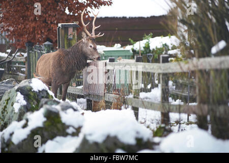 Freche Rothirsch (Cervus Elaphus) Hirsch im Winterschnee stehlen Vogelfutter von außen Hütte auf Rannoch Moor-Schottland Stockfoto