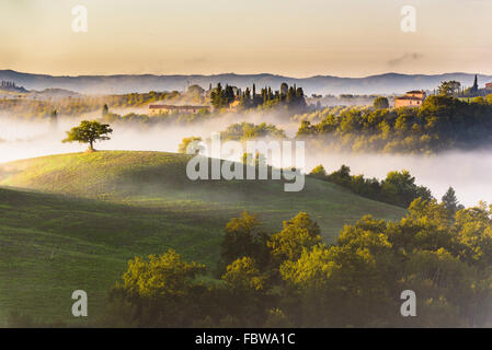 Bäume und Obstgärten auf den italienischen Feldern. Toskana Herbst Tag. Stockfoto