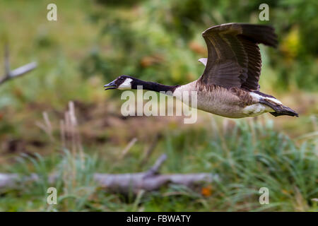 Riesige Kanadagans (Branta Canadensis Maxima) im Flug, Knight Inlet, British Columbia, Kanada Stockfoto