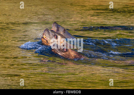 Steller Seelöwe (Eumetopias Jubatus) Schwimmen im schwarzen Fisch Sound, British Columbia, Kanada. Stockfoto