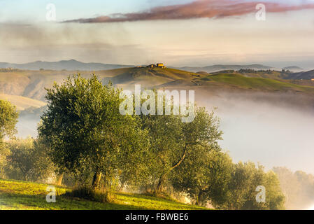 Olivenbäume in den Hügeln der Toskana. In der Nähe von Asciano, Crete Senesi Zone, Italien Stockfoto