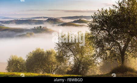 Olivenbäume in den Hügeln der Toskana. In der Nähe von Asciano, Crete Senesi Zone, Italien Stockfoto