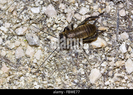 Field Cricket Nymphe, Gattung Gryllus Stockfoto