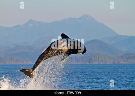 Transient Schwertwale (Orca, Orcinus Orca, T30 & T137) nach der Tötung ein Seelöwe von Malcolm Insel in der Nähe von Donegal Head, Brit Stockfoto