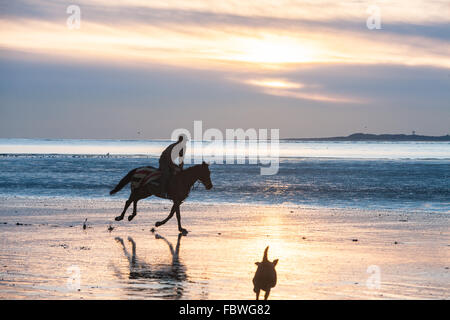 Ferryside Strand, Carmarthenshire, Wales, UK. 19. Januar 2016. Nach tagelangem Regen an einem klaren sonnigen Tag bei Sonnenuntergang/Sonnenuntergang. Obwohl bitterkalt galoppiert ein Jockey sein Pferd am leeren Strand von Ferryside,Carmarthenshire,Wales,U.K Credit: Paul Quayle/Alamy Live News Stockfoto