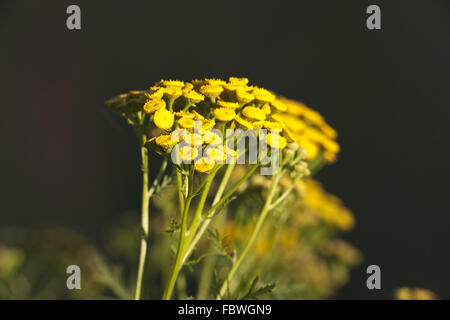 goldenen Knöpfen, bittere Knöpfe, Kuh-bitter Stockfoto