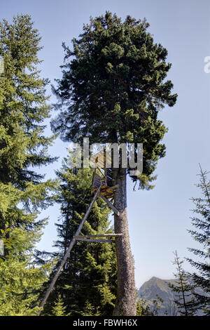 Ansitzjagd in den Alpen Stockfoto