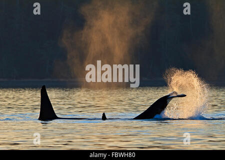 Transient Schwertwale (Orca, Orcinus Orca, T30 & T137) nach der Tötung ein Seelöwe von Malcolm Insel in der Nähe von Donegal Head, Brit Stockfoto