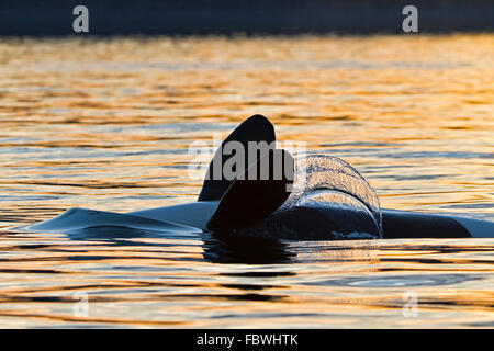 Transient Schwertwale (Orca, Orcinus Orca, T30 & T137) nach der Tötung ein Seelöwe von Malcolm Insel in der Nähe von Donegal Head, Brit Stockfoto