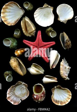 Meer Meeressterne und Seestern Stockfoto