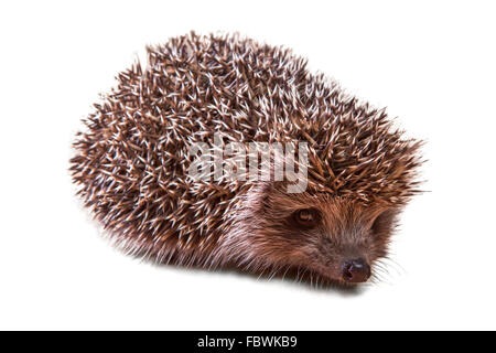 Süße junge Igel - Stachelschwein auf weiß Stockfoto