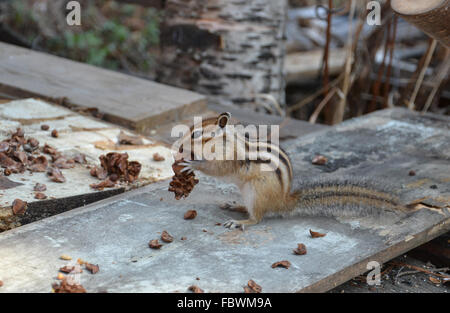 Streifenhörnchen frisst Samen Zeder Stockfoto