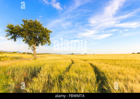 Ein Weizen mit Kurve zweigleisig und ein Baum in einem Frühlingstag eingereicht. Am Horizont einen natürlichen klaren Himmel. Toskana, Italien. Stockfoto