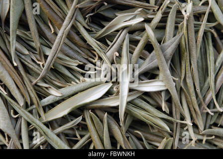 Getrocknete Olivenblätter Stockfoto