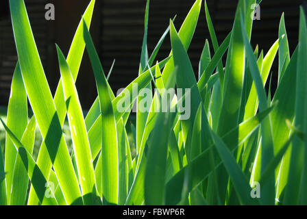 Iris-Blätter Stockfoto