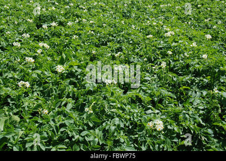 Kartoffelfeld Blüte Stockfoto