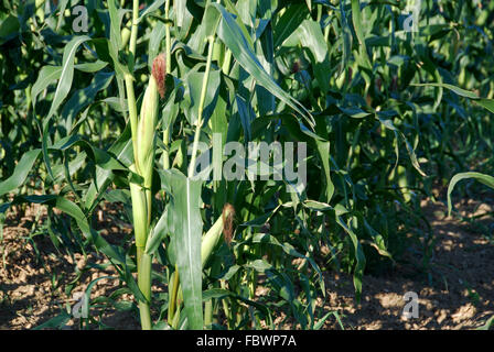 Zea mays Stockfoto