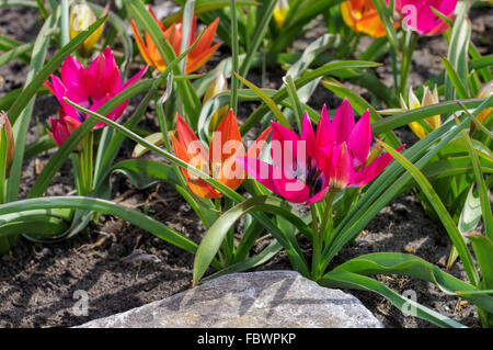 Wildtulpe kleine Schönheit Und Hageri Splendens - Wilde Tulpe wenig Schönheit und Hageri Splendens Stockfoto