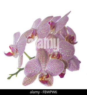 Phalaenopsis Blütenstand Stockfoto