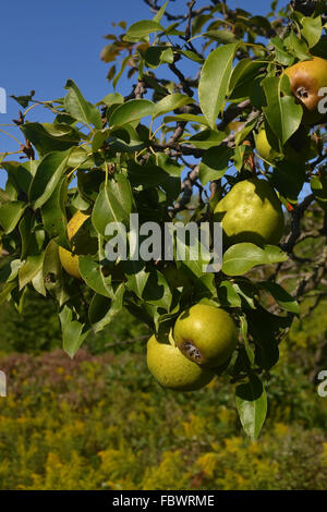 Birnen am Baum. Stockfoto