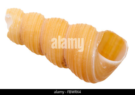 leere Spirale Molluske Schale der Meeresschnecke Conus isoliert auf weißem Hintergrund Stockfoto