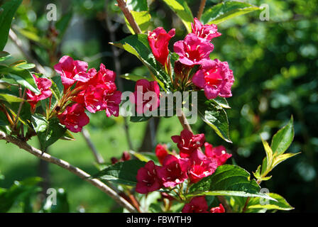 Weigela in Blüte Stockfoto