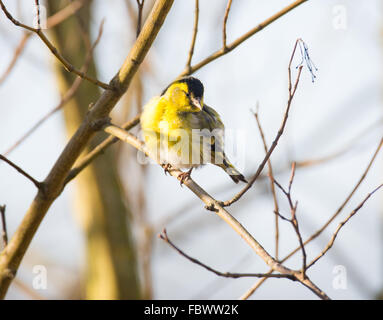 Black-headed Stieglitz (Zuchtjahr Spinus) auf einem Ast. Stockfoto