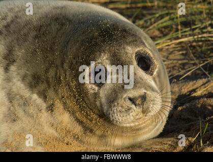 Grau seal Pup auf Horsey Strand, Norfolk, Großbritannien. Close-up Portrait. Stockfoto