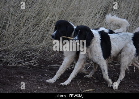 Landseer, Landseer Hund, Neufundland, Welpen, Wasserarbeit, Wasser, Hund, Rasse Landseer, Rasse, Liebe, Frohe Weihnachten, Ball Stockfoto