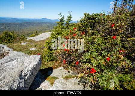 Rote Beeren der amerikanischen Eberesche, Sorbus Americana, auf dem Gipfel des Mt. Cardigan in Grafton County, New Hampshire. Stockfoto