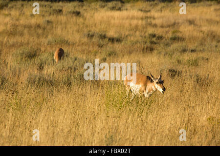 Weibliche Gabelbock (Antilocapra Americana) grasen große, gelbe Gras von Jackson Hole, Wyoming. Stockfoto