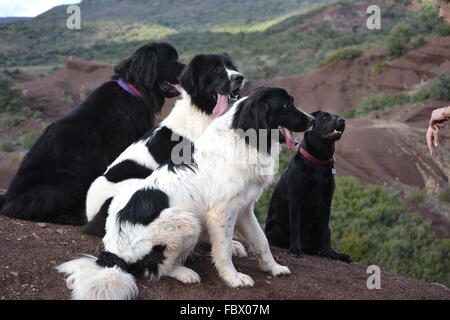 Landseer, Landseer Hund, Neufundland, Welpen, Wasserarbeit, Wasser, Hund, Rasse Landseer, Rasse, Liebe, Frohe Weihnachten, Ball Stockfoto