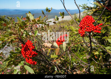 Rote Beeren der amerikanischen Eberesche, Sorbus Americana, auf dem Gipfel des Mt. Cardigan in Grafton County, New Hampshire. Stockfoto