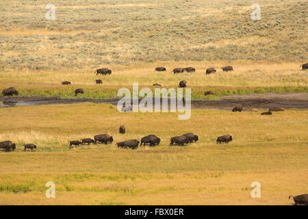 Herde Büffel, Bison Bison auf die vergilbten Grasebenen von Hayden Valley im Yellowstone-Nationalpark, Wyoming, im Sommer. Stockfoto