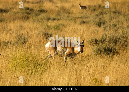 Weibliche Gabelbock (Antilocapra Americana) grasen große, gelbe Gras von Jackson Hole, Wyoming. Stockfoto