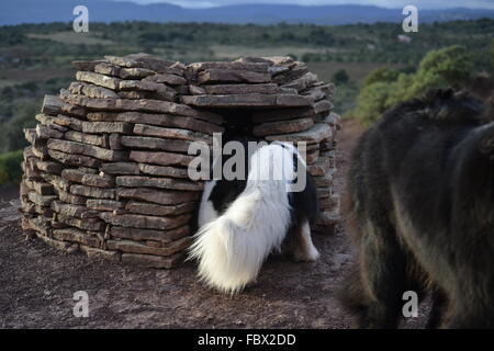Landseer, Landseer Hund, Neufundland, Welpen, Wasserarbeit, Wasser, Hund, Rasse Landseer, Rasse, Liebe, Frohe Weihnachten, Ball Stockfoto