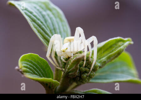 Makroaufnahme einer Krabbenspinne Stockfoto